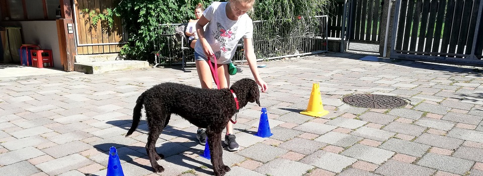 Schwarzer Pudel Miaquori beim Training in der Reha-Hundeschule