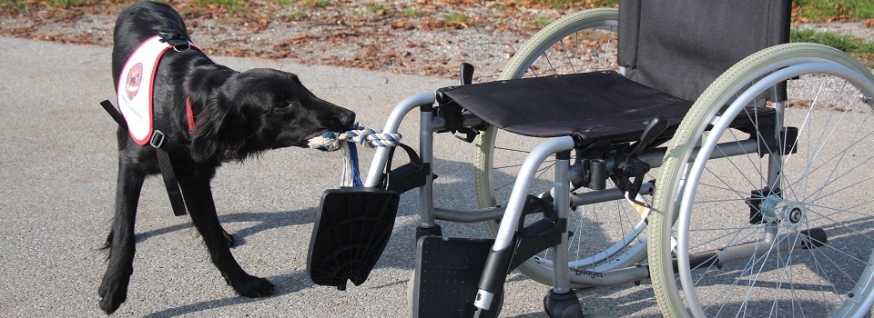 Schwarze Labrador Hündin zieht ein Rollstuhl zur Frauchen