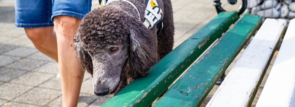 Einen ausgebildeten Hund übernehmen? Oder einen Eigenen ausbilden
