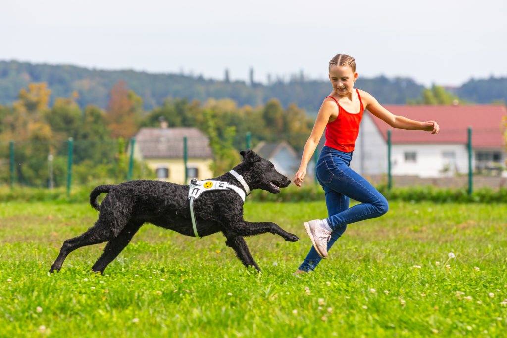 Ein Blindenführhund spielt mit einem Kind.