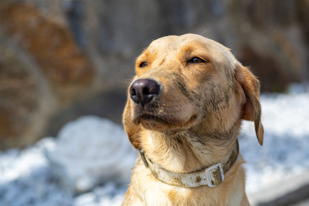 Ein ausgeglichener Assistenzhund geniesst die Sonne