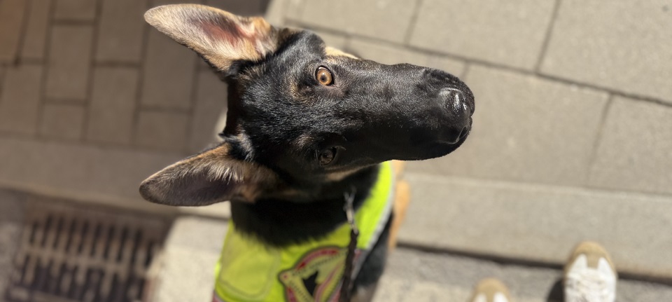 Assistenzhund in Ausbildung