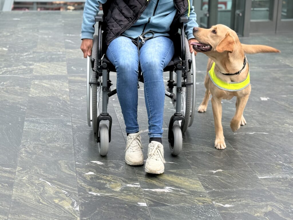 Servicehund begleitet