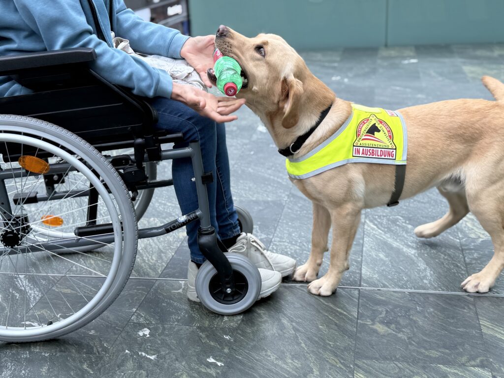 Servicehund bringt eine Wasserflasche