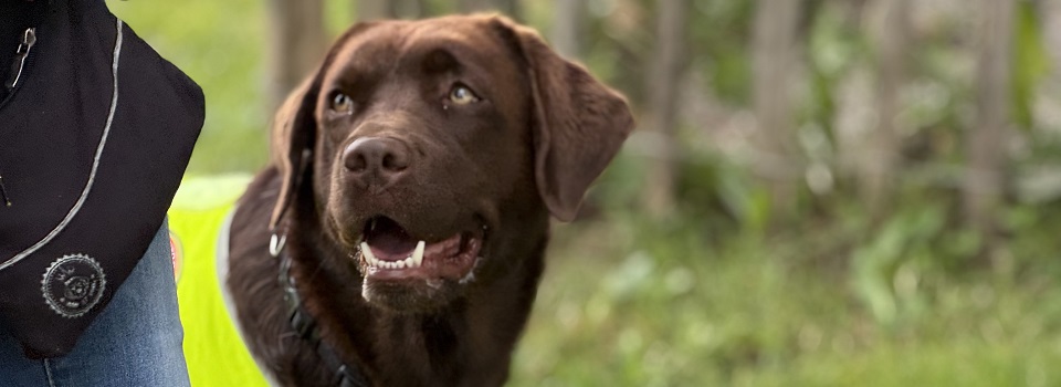 Signalhund in Ausbildung