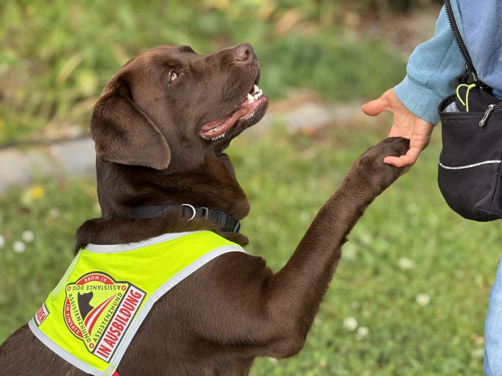 Signalhund pfötelt